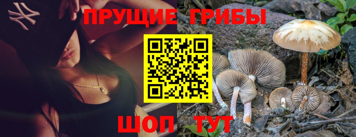 Галлюциногенные грибы Psilocybine cubensis  Рассказово 