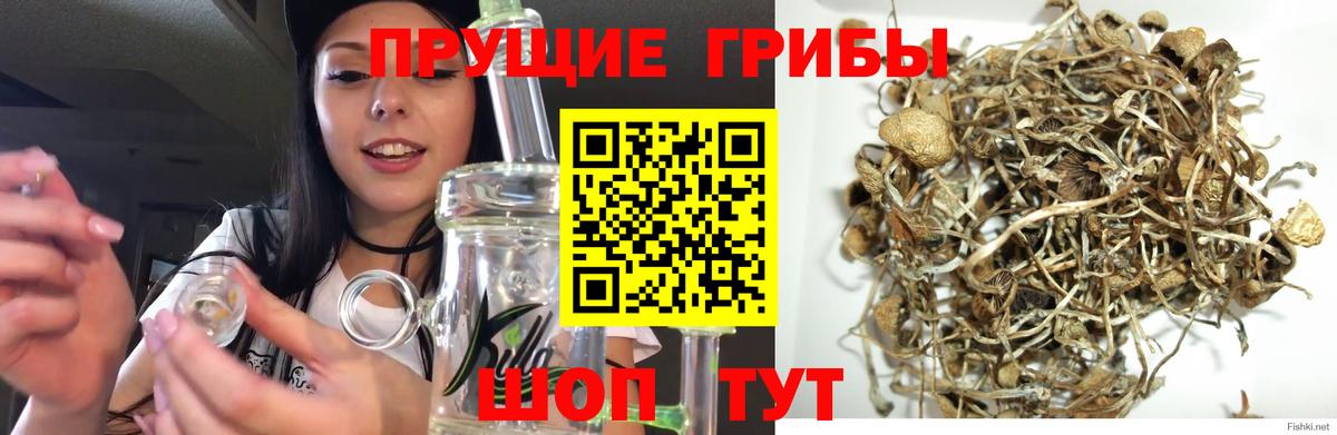 Псилоцибиновые грибы Psilocybe Рассказово
